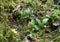 Dwarf rattlesnake plantain, Goodyera repens plants growing among moss