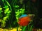 Dwarf Red Fire Gourami Trichogaster lalius in a tropical aquarium