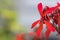 Dwarf Red flower, latin name Pelargonium Friesdorf , close up view in Birmingham Botanical Gardens.