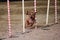 Dwarf red smooth haired dachshund overcomes slalom with several vertical sticks sticking out of the sand. Agility competitions,