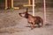 Dwarf red smooth haired dachshund overcomes slalom with several vertical sticks sticking out of the sand. Agility competitions,