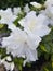 Dwarf rhododendron blossom