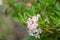 Dwarf Rhododendron micranthum Bloombux, flowering plant