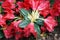 Dwarf Rhododendron repens \\\'Scarlet Wonder\\\' blooms with red flowers in spring. Berlin, Germany