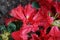 Dwarf Rhododendron repens \\\'Scarlet Wonder\\\' blooms with red flowers in spring. Berlin, Germany