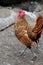 Dwarf rooster. Tarakrive feathers with a black border