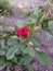 The dwarf rose cultivar `Abra Kadabra`. garden in the countryside. august. summer.
