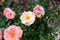 Dwarf roses. Beautiful pink miniature rose or fairy rose