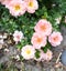 Dwarf roses. Beautiful pink miniature rose or fairy rose