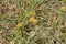 Dwarf sedge Carex pumila