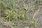 Dwarf sedge Carex pumila
