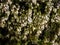 Dwarf shrub - the winter heather or snow heath (Erica carnea) \\\'Ice Princess\\\' with profuse, urn