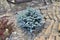 Dwarf slow-growing blue spruce  Picea pungens variety Glauca Globosa in garden