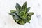 Dwarf snake plant also know as bird\\\'s nest plant top view