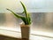 Dwarf Snake Plant or Sansevieria Black Star ,in a small pot with a frosted glass background