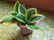Dwarf Snake Plant or Sansevieria Black Star ,in a small pot placed on table