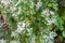 Dwarf Snowbush, Breynia disticha, Euphorbiaceae