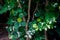 Dwarf Snowbush, Breynia disticha, Euphorbiaceae, pink and white leaves, Pacific Islands