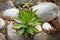 Dwarf Snowbush, Breynia disticha, EuphorbiaceaeSoap Aloe, Aloe, maculate, at Florida Botanical Garde