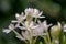 Dwarf star of Bethlehem Ornithogalum balansae, white flowers on a plant
