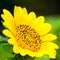 Dwarf Sunflower