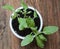 Dwarf sunflowers growing in a pot