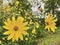 Dwarf sunflowers wild III