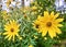 Dwarf sunflowers wild VII