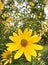 Dwarf sunflowers wild VIII
