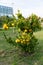 Dwarf tangerine tree dotted with ripe fruit