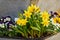 Dwarf Tate-a-tete Daffodils `Narcissus` in bloom.