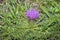 Dwarf Thistle