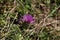 Dwarf thistle (Cirsium acaule)