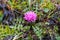 Dwarf thistle purple bloom, fall season nature in detail
