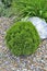 Dwarf thuja - spherical shaped coniferous evergreen plant in alpine garden