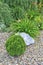 Dwarf thuja - spherical shaped coniferous evergreen plant in alpine garden