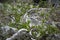 Dwarf trees on volcanic rocks in Walsingham Nature Reserve in Bermuda