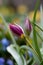 Dwarf tulip, Tulipa humilis, budding flower