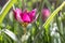 Dwarf tulip Tulipa humilis, purple flower in the sun