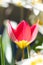Dwarf tulip Tulipa humilis, red flower in the sun
