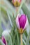 Dwarf tulip Tulipa humilis, star-shaped purple budding flower