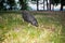 Dwarf Vietnamese pot-bellied black mini pig stands on green grass at sunset. Countryside landscape and domestic decorative animals