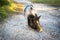 Dwarf Vietnamese pot-bellied black-and-white mini pig stands on a gravel path. Countryside landscape and domestic animals