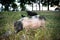 Dwarf Vietnamese pot-bellied black-and-white mini pigs stands on  green grass at sunset. Countryside landscape and domestic