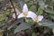 Dwarf wakerobin Trillium pusillum, flowering plants