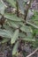 Dwarf wakerobin Trillium pusillum, plants