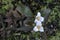 Dwarf Wakerobin Trillium pusillum var. ozarkanum, flowering plants