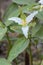 Dwarf wakerobin Trillium pusillum, white flowering plant