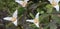 Dwarf wakerobin Trillium pusillum, white flowering plants