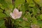 Dwarf white bauhinia, white orchid-tree or snowy orchid-tree flowers